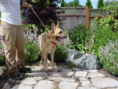 Zeus/adopt pending