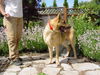 Zeus/adopt pending