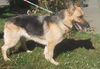 Lexi/Adopt Pend