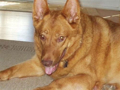 Keisha/Adopt Pendi