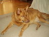 Keisha/Adopt Pendi