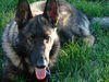 Riker/Adopt Pendin