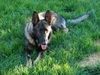 Riker/Adopt Pendin