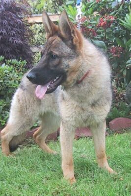 Aspen Adopt Pendin
