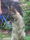Aspen Adopt Pendin