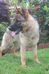 Aspen Adopt Pendin