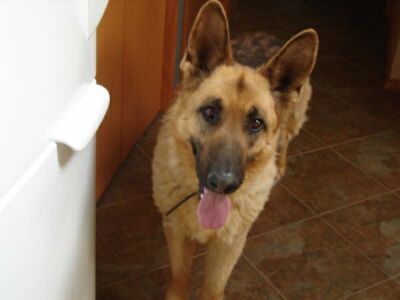 Cody/Adopt Pending