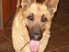 Cody/Adopt Pending