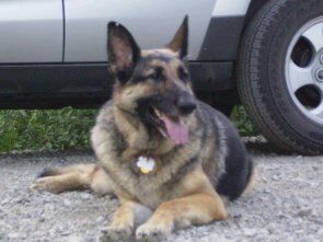 Annie/Adopt Pendin