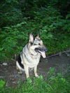 Annie/Adopt Pendin