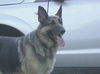 Annie/Adopt Pendin