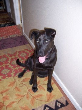 Kaya/adopt pending