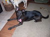 Kaya/adopt pending