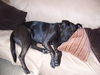 Kaya/adopt pending