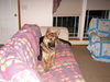Turk/Adopt pending