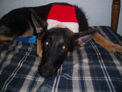 Zorro/AdoptPend