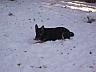 Zorro/AdoptPend