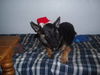 Zorro/AdoptPend