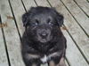 Budda/Adopt Pendin
