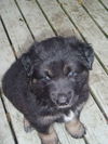 Budda/Adopt Pendin