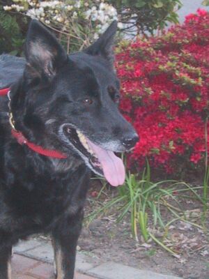 Kasha/adopt pendin