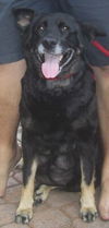 Kasha/adopt pendin