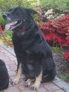 Kasha/adopt pendin