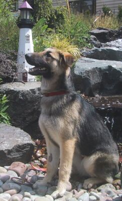 Kira/Adopt Pending
