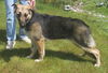 Kira/Adopt Pending