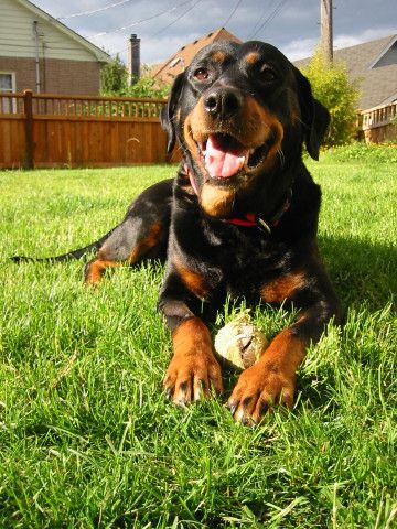 Samantha/AdoptPend
