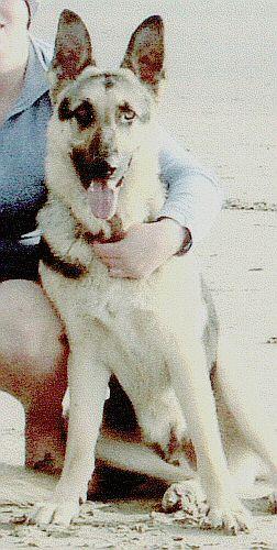 Cooper/adopt pendi