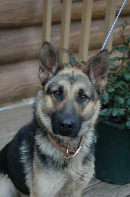 Trinka/Adopted!!