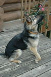 Trinka/Adopted!!