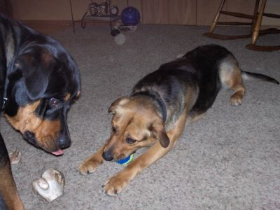 Kaylee/Adopt Pendi