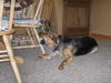 Kaylee/Adopt Pendi