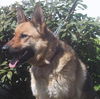 Katie/AdoptPen