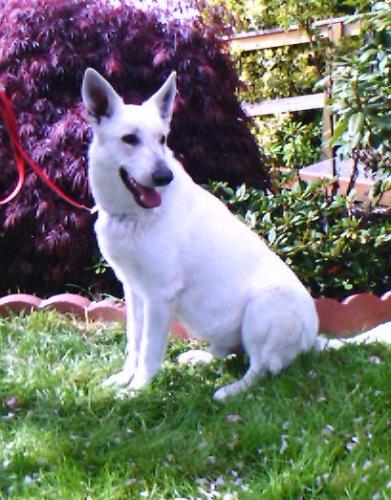 Falko/AdoptPend