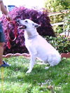 Falko/AdoptPend