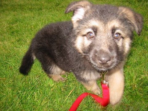 Fez/adopt pending