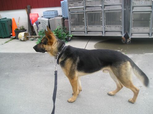 Hank/Adopt pending