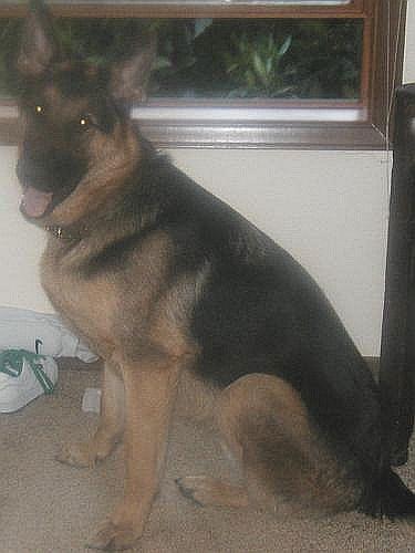 Kyne/adopt pending