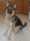 Kyne/adopt pending