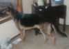 Kyne/adopt pending
