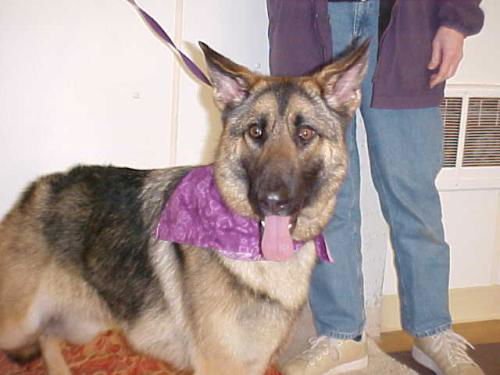 Violet/adopt pendi