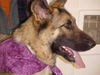 Violet/adopt pendi