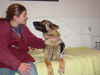 Violet/adopt pendi