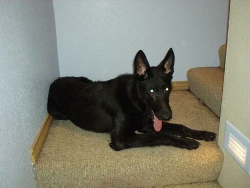 Tico/Adopt Pending