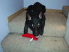 Tico/Adopt Pending