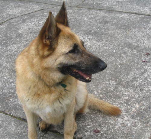 Klaus