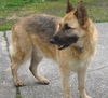 Klaus